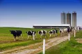 The Environmental Impact of Dairy Production and How to Reduce Your Carbon Footprint